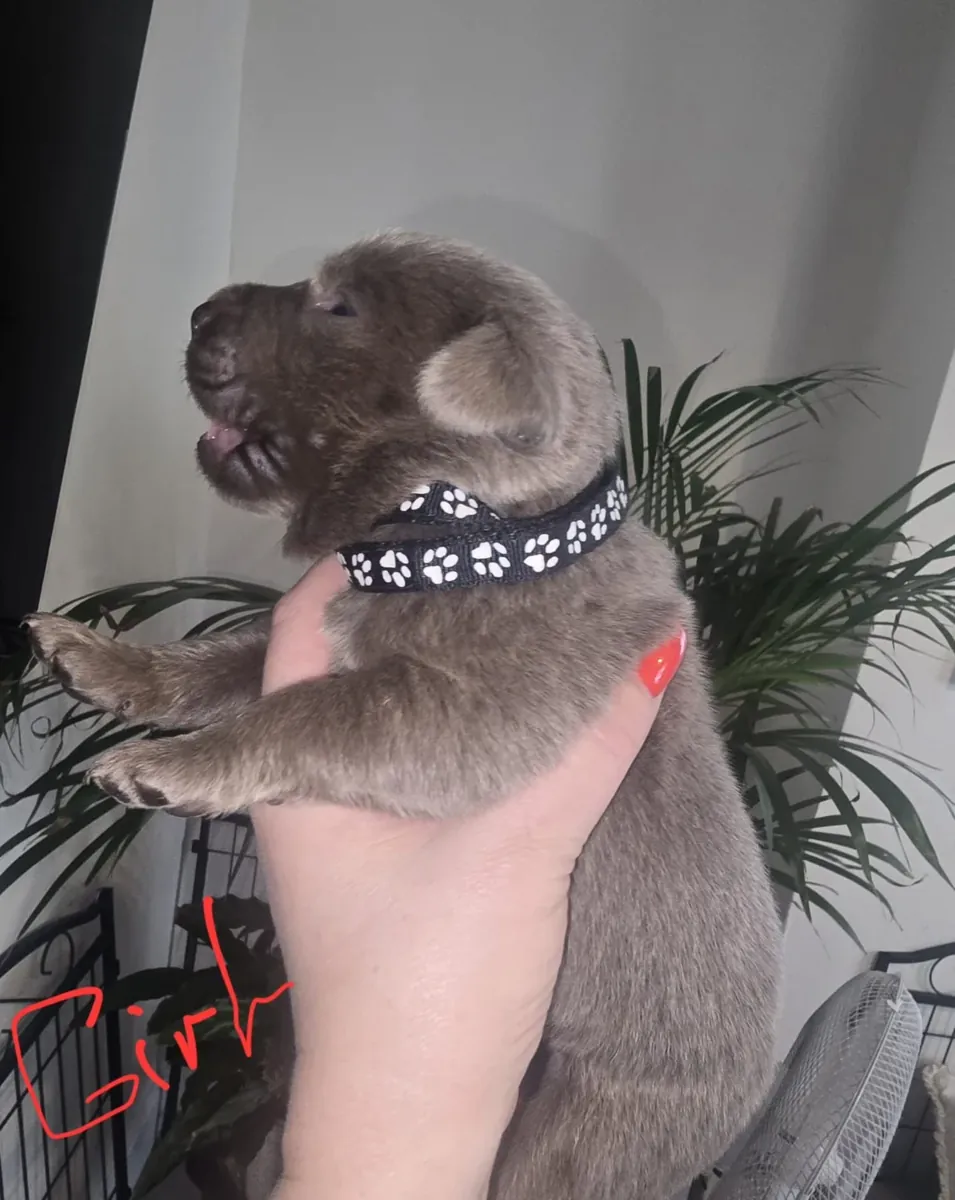 华丽的拉布拉多幼犬待领养