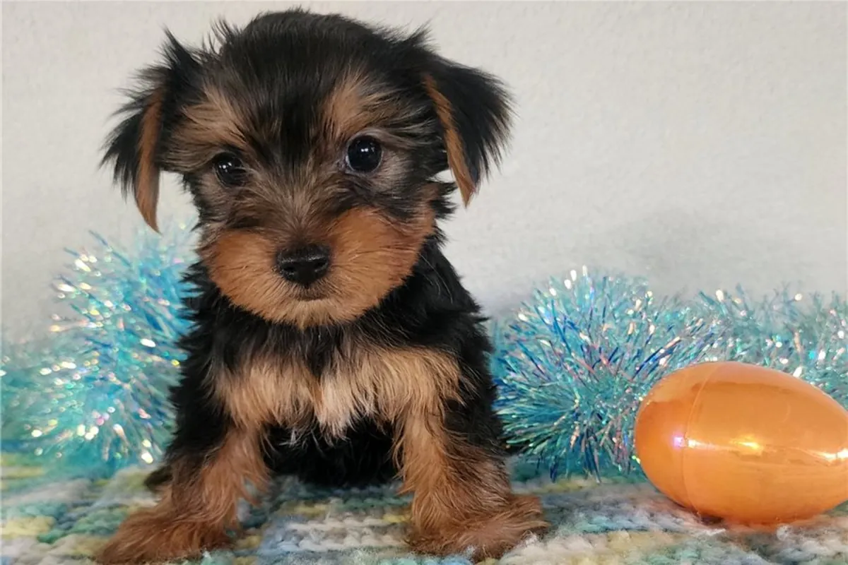 3Regalo Cachorros Yorkshire Terrier   Whatsapp  (+34)611386992