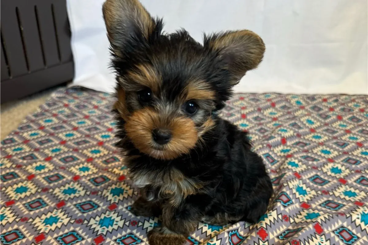 Chiots Yorkshire
