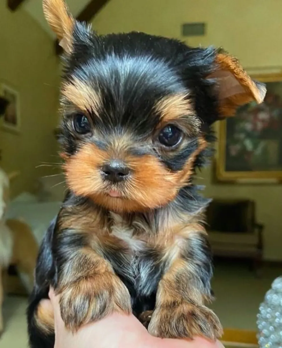 Yorkshire Terrier para adopción