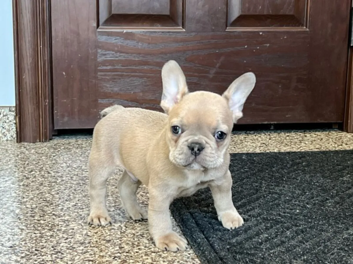 2Regalo Cachorros Bulldog Frances  Whatsapp  (+34)611386992