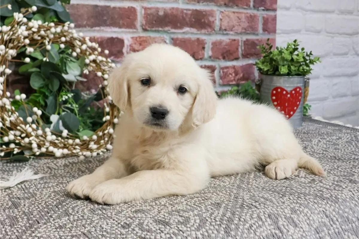 温柔的金毛寻回犬幼犬