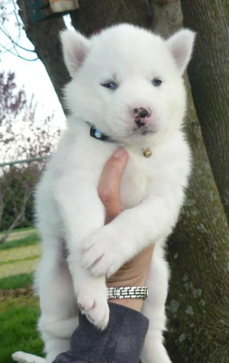 Cachorros de husky siberiano con pedigrí