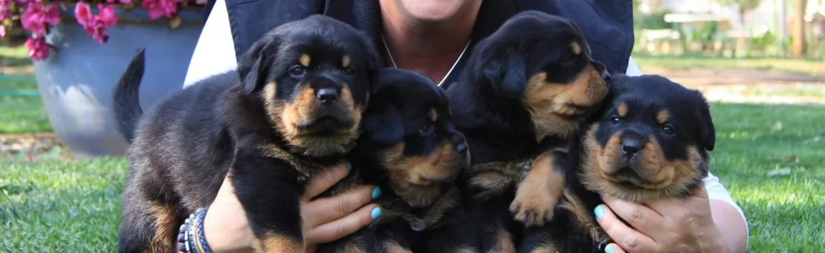 3Regalo Cachorros Rottweiler Gratis Whatsapp  (+34)611386992