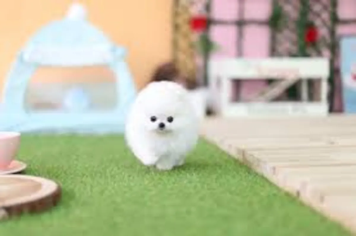 Chiots Pomerania Whatsapp (+34)611386992 ..