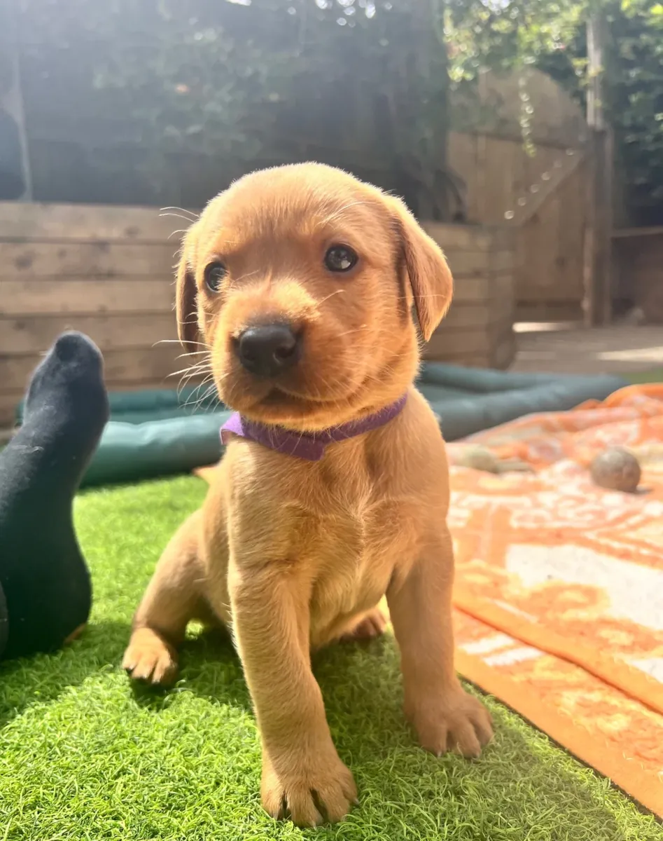 可爱的拉布拉多寻回犬