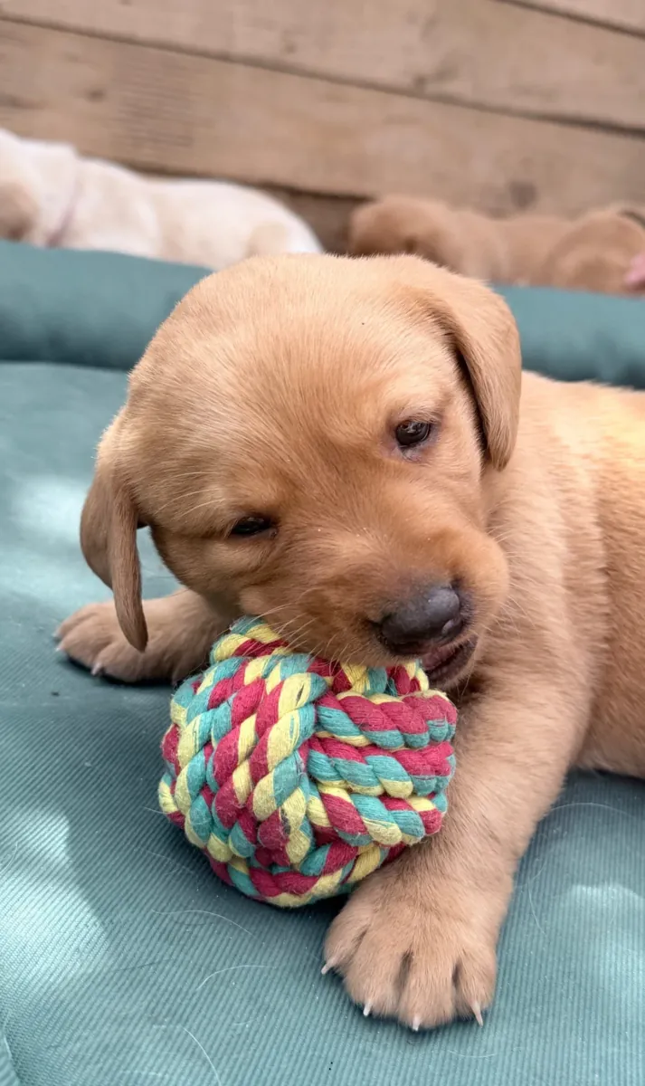 Labrador Puppies available