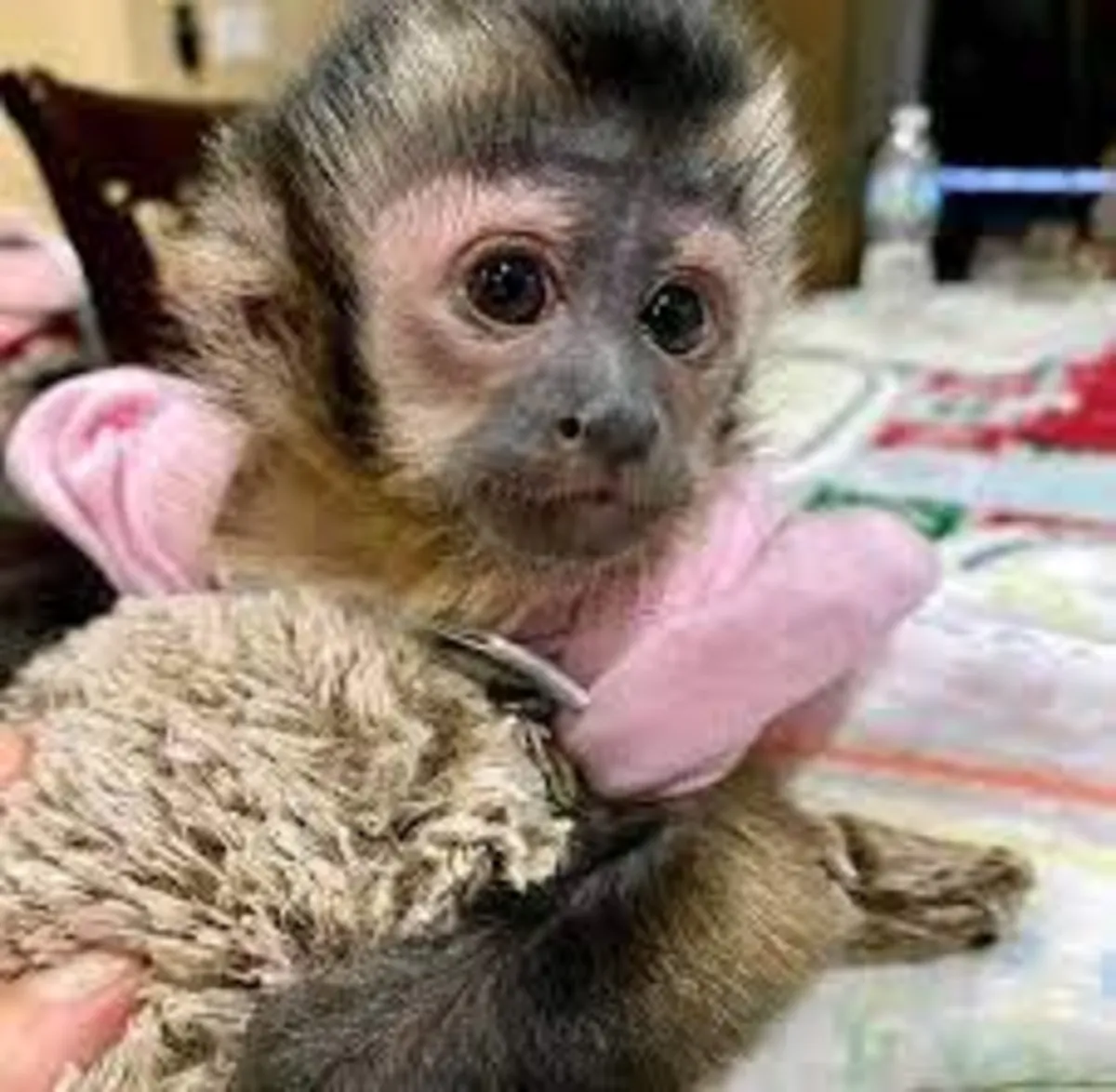 Adorables monos capuchinos