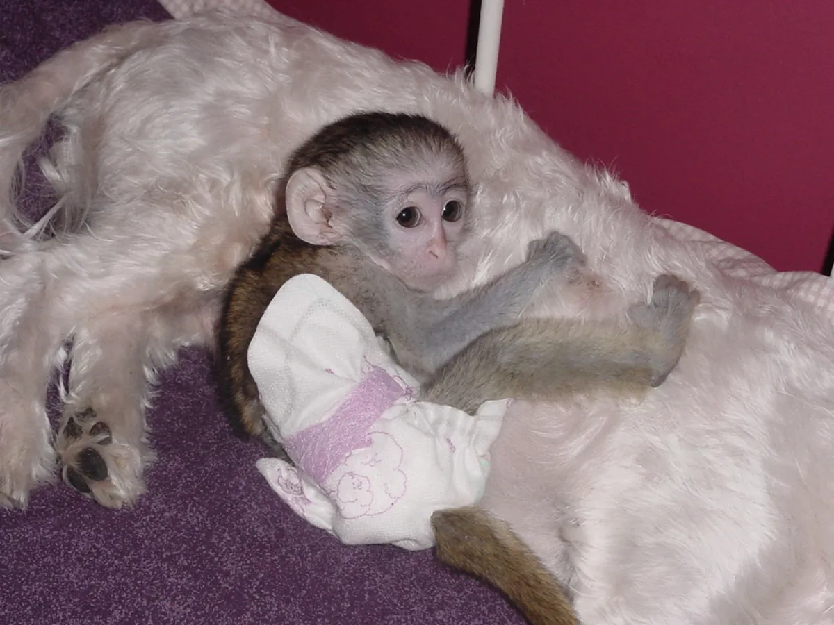 5 Adorables monos capuchinos