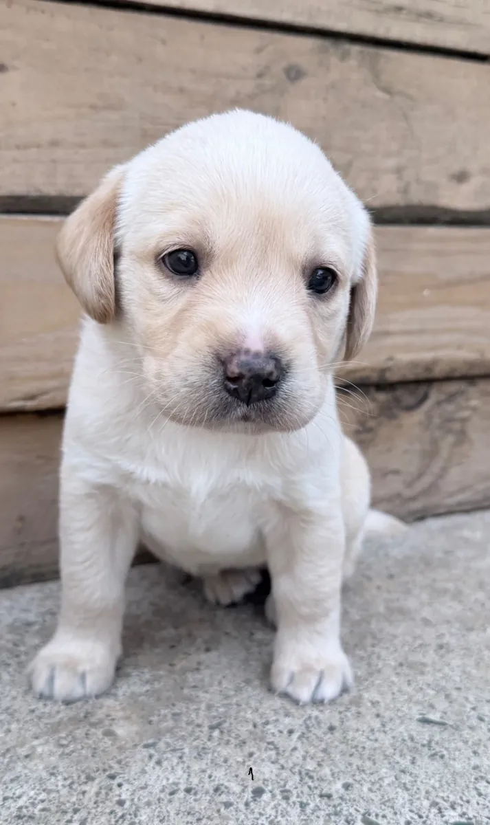 Cuccioli di Labrador pronti per le loro nuove case per sempre.