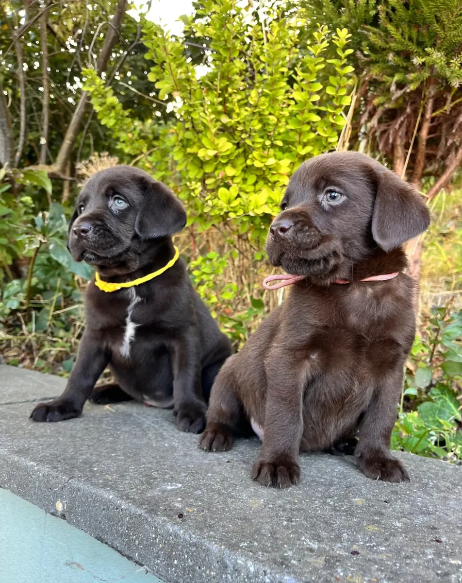 Cuccioli di Labrador retriever in adozione