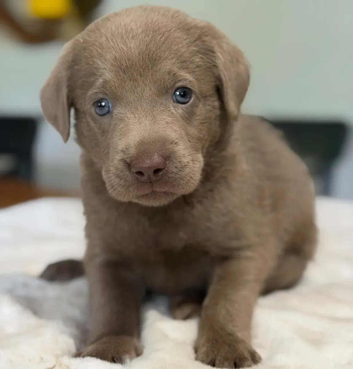 可爱的拉布拉多猎犬小狗准备好了