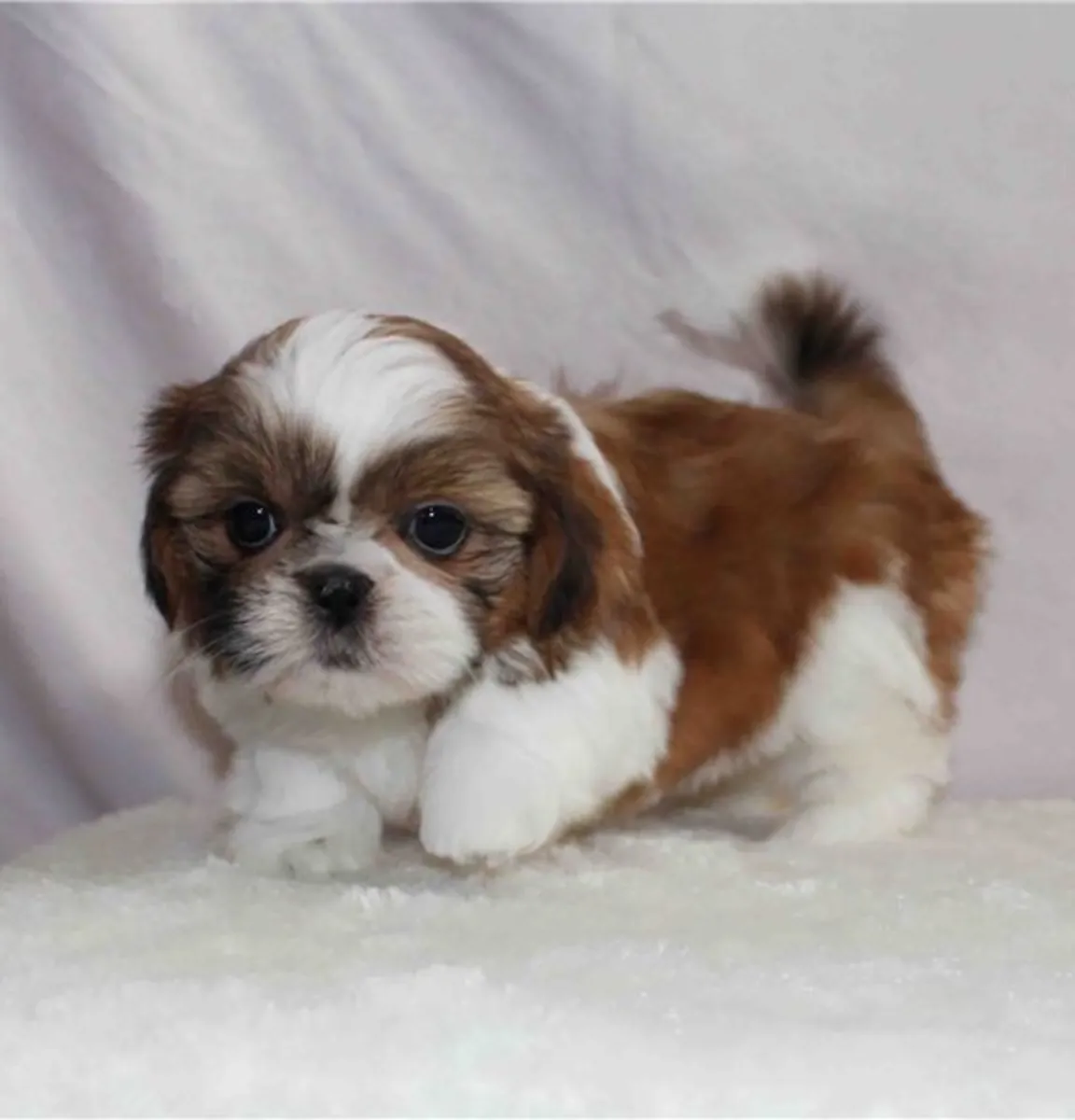 Cachorros Shih Tzu disponibles para adopción