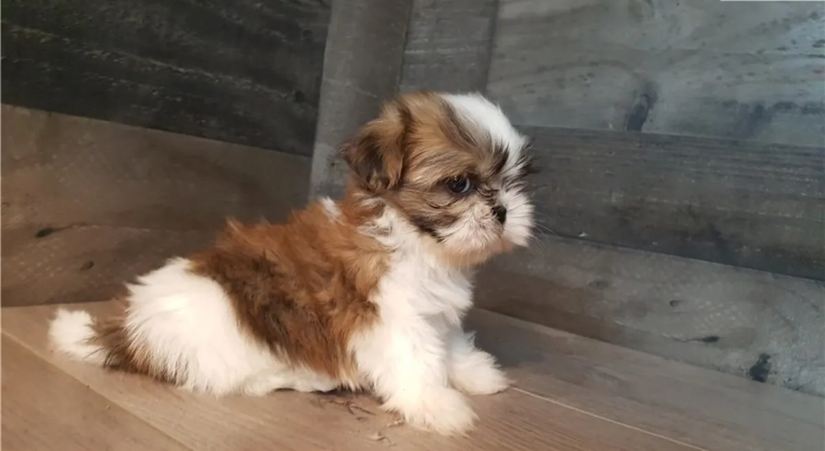 Cachorros Shih Tzu disponibles para adopción