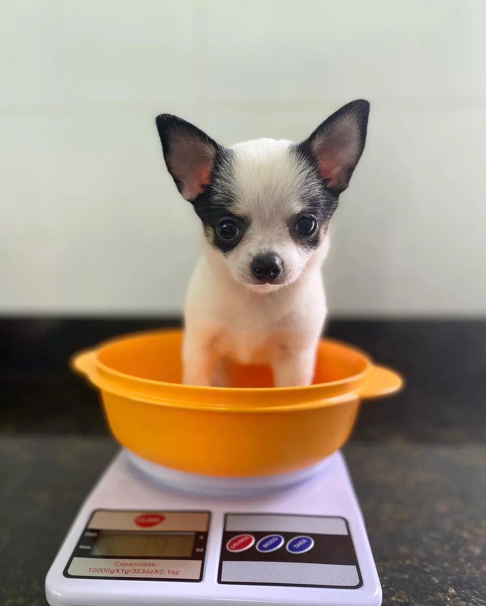 CACHORROS DE  chihuahuaTOY DE RAZA PURA
