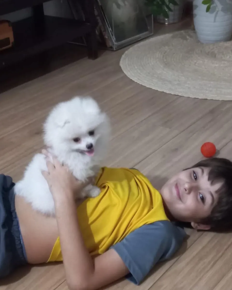 Cachorros Pomerania (Raza pura):