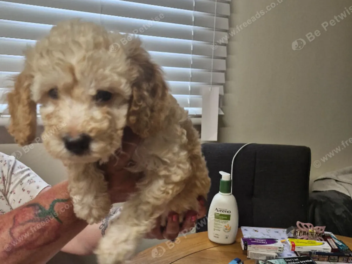 Cockapoo puppies ready to go : jacobmatirns@gmail.com