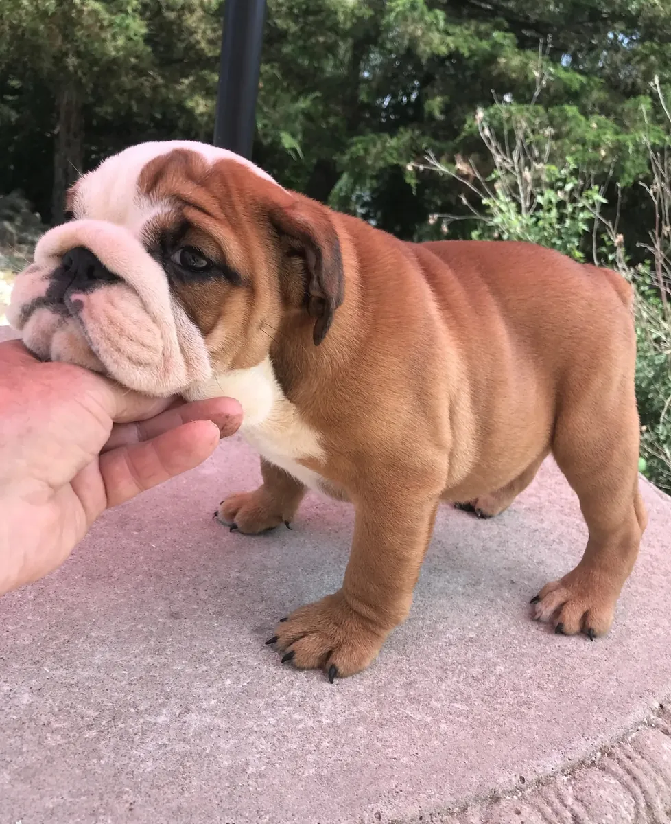 英斗犬幼犬 : jacobmatirns@gmail.com
