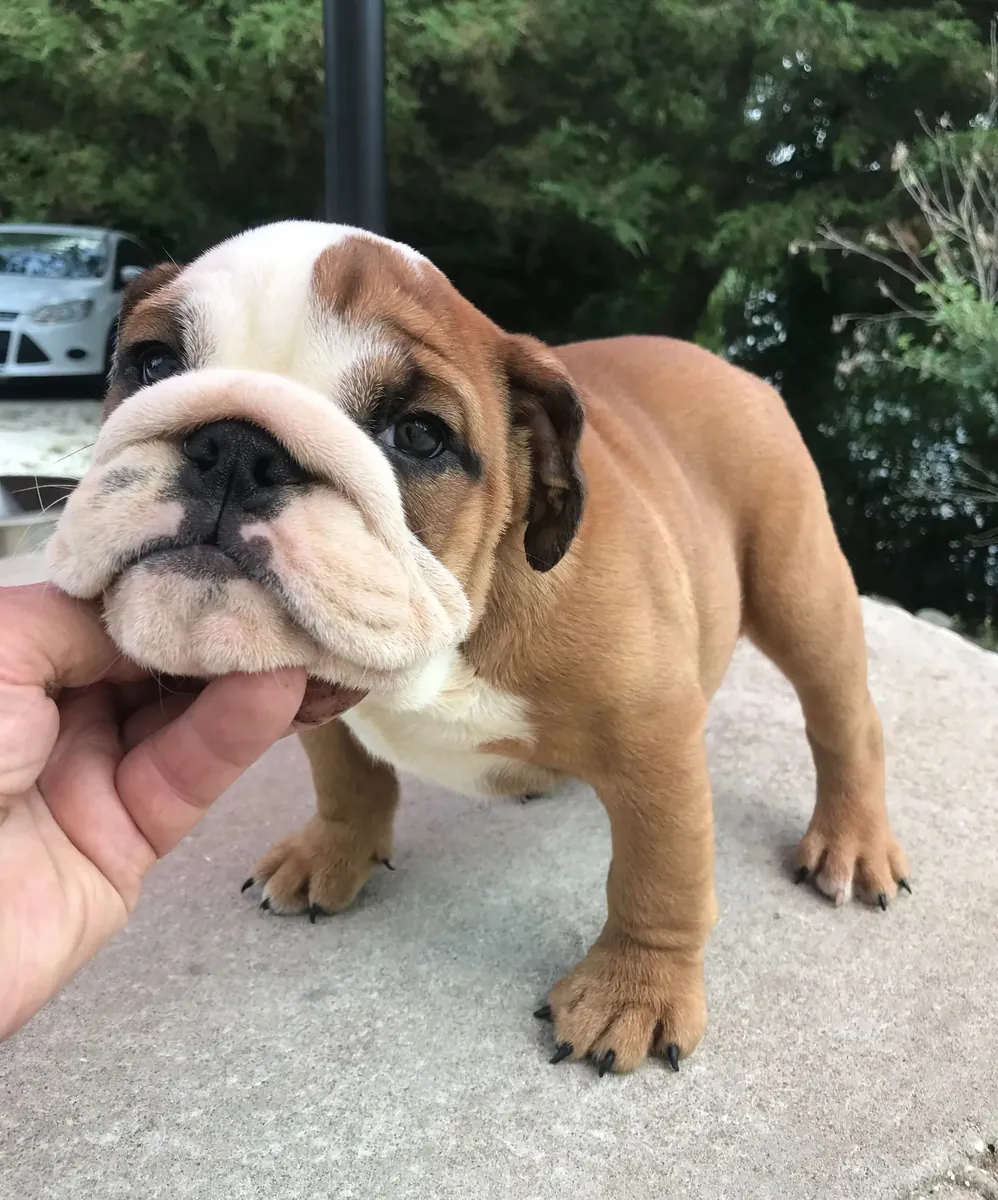 英斗犬幼犬 : jacobmatirns@gmail.com
