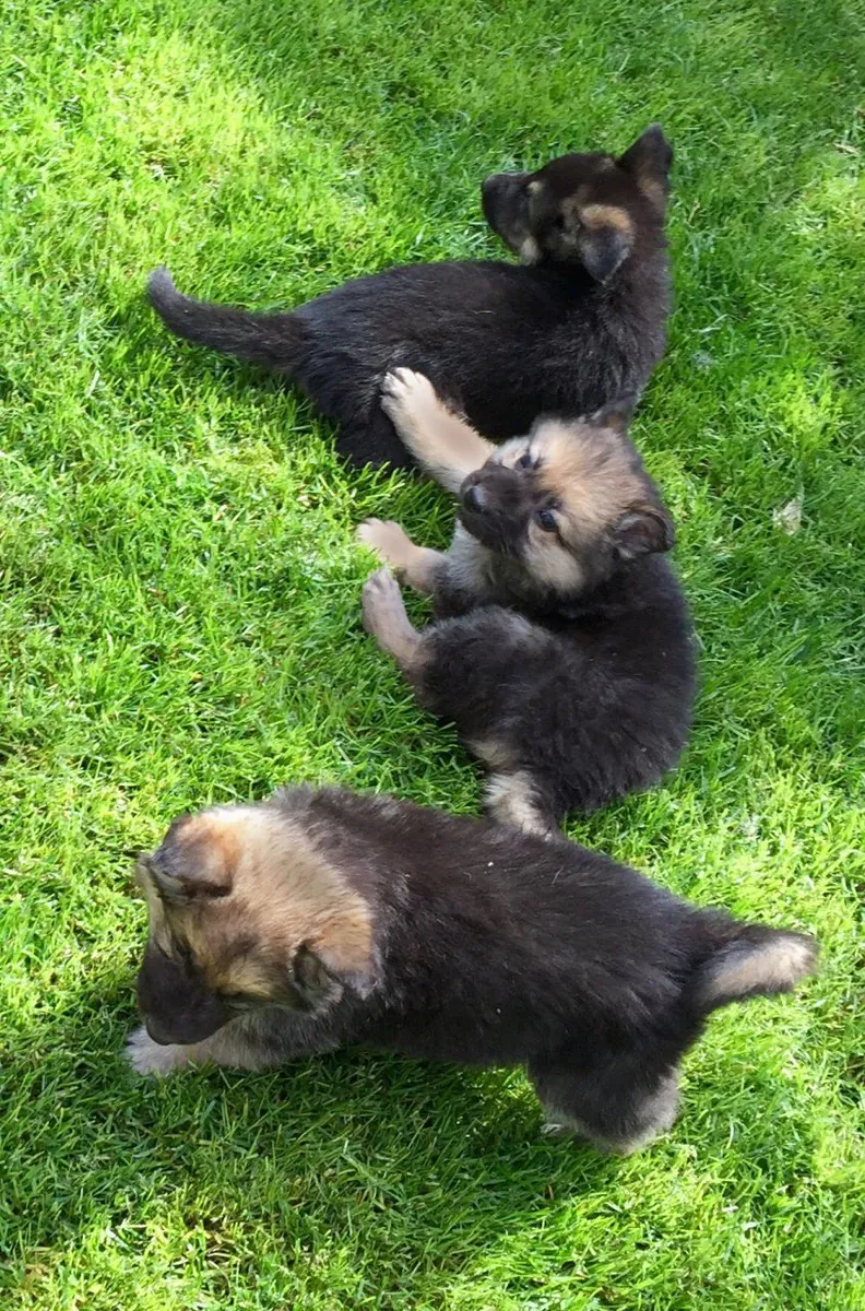 4 German Shepherd Puppies Left. Straight Backed : jacobmatirns@gmail.com