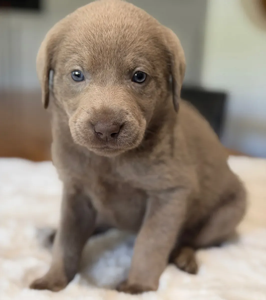 可爱的9周大拉布拉多寻回犬幼犬待领养