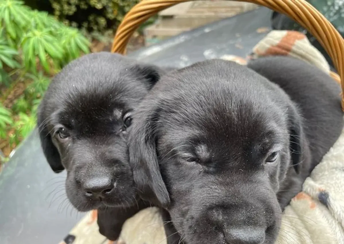 AKC 黑色拉布拉多寻回犬幼犬