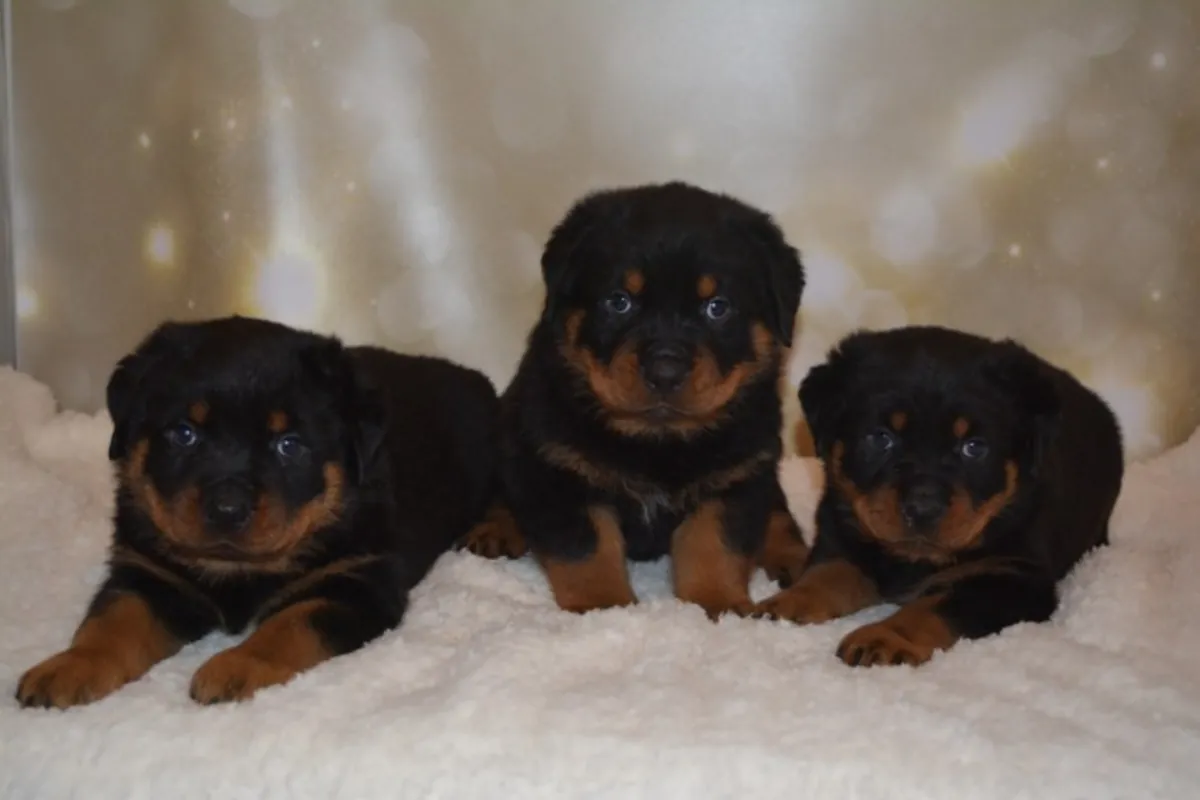 Last female Rottweiler puppy left Email : jacobmatirns@gmail.com