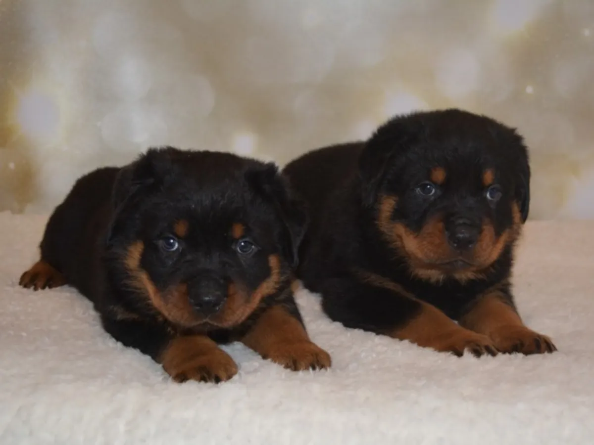 Last female Rottweiler puppy left Email : jacobmatirns@gmail.com