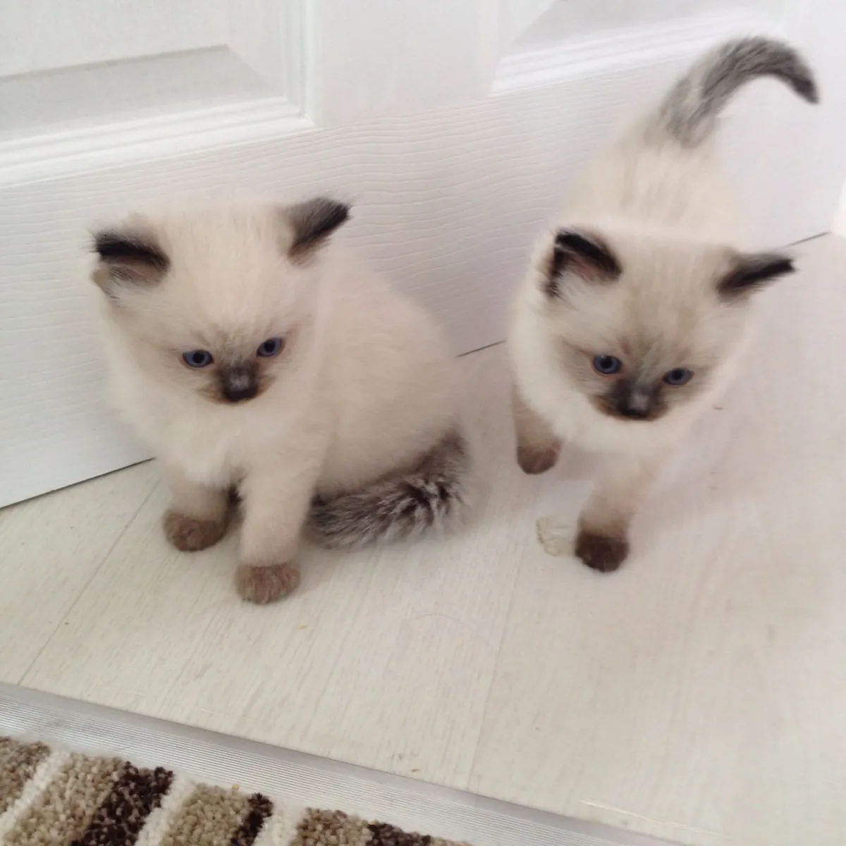 BEAUTIFUL RAGDOLL KITTENS 2 LEFT Email : jacobmatirns@gmail.com