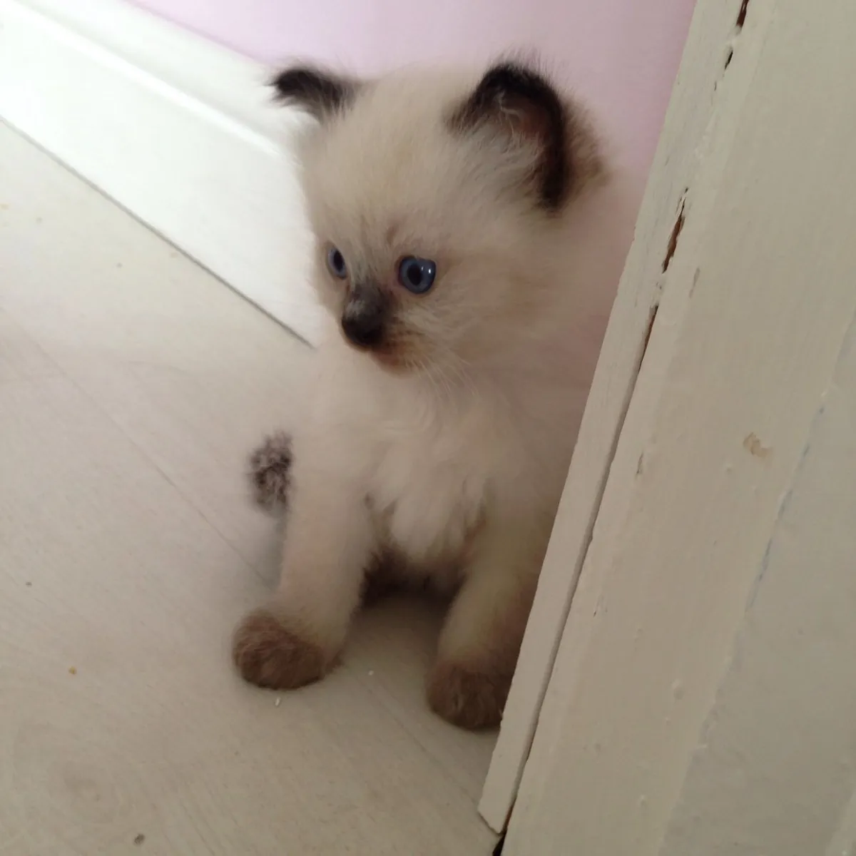 BEAUTIFUL RAGDOLL KITTENS 2 LEFT Email : jacobmatirns@gmail.com