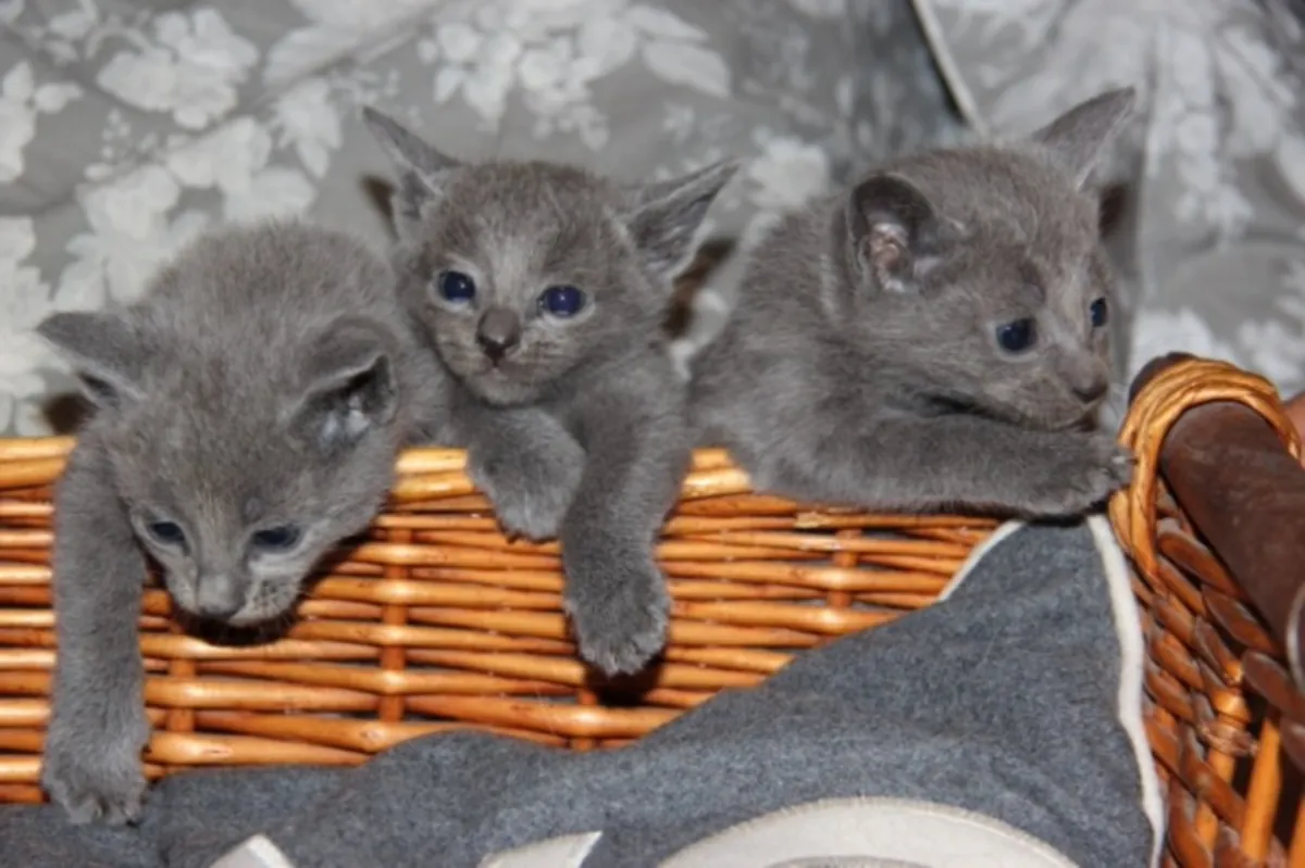 Russian blue kittens Email : jacobmatirns@gmail.com