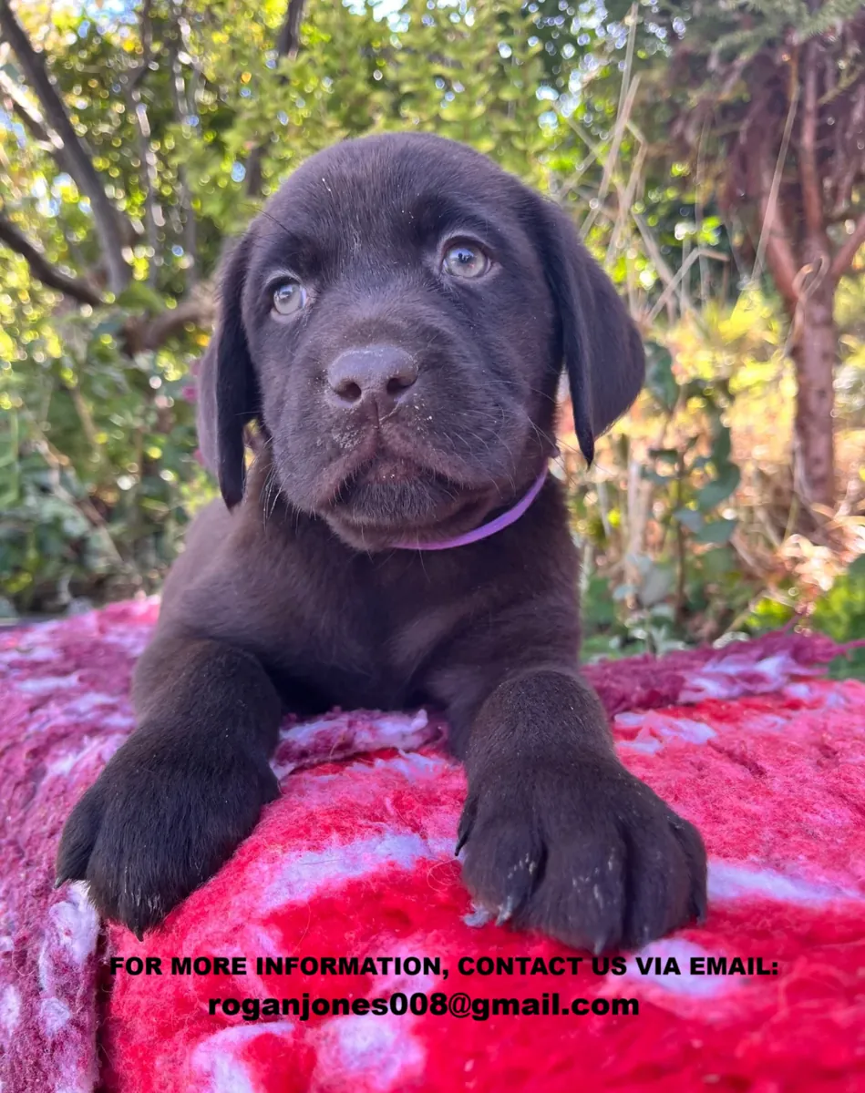Chiots Labrador chocolat en bonne santé (mâle et femelle) cherchent un foyer aimant