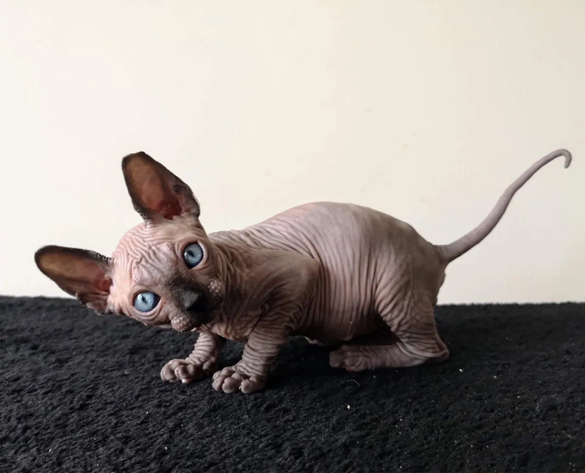 Amazing Sphynx Kittens Email : jacobmatirns@gmail.com