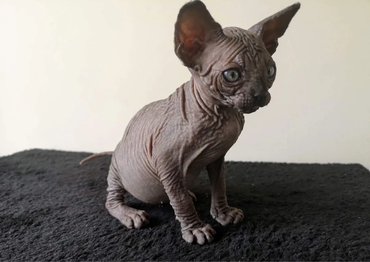 Amazing Sphynx Kittens Email : jacobmatirns@gmail.com