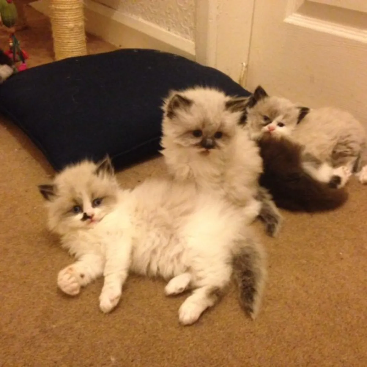 Cute Persian kittens Email : jacobmatirns@gmail.com