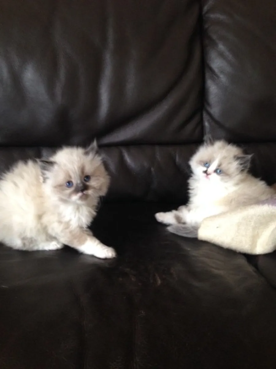 Cute Persian kittens Email : jacobmatirns@gmail.com