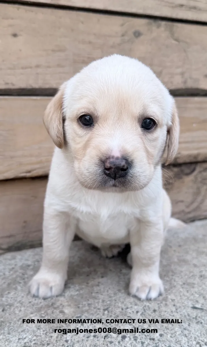 Chiots Labrador Retriever blancs en bonne santé, mâles et femelles, cherchent un nouveau foyer permanent
