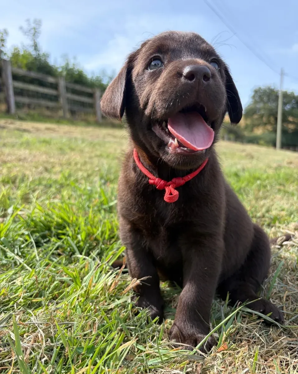 Awesome Labrador Retriever Pups Available