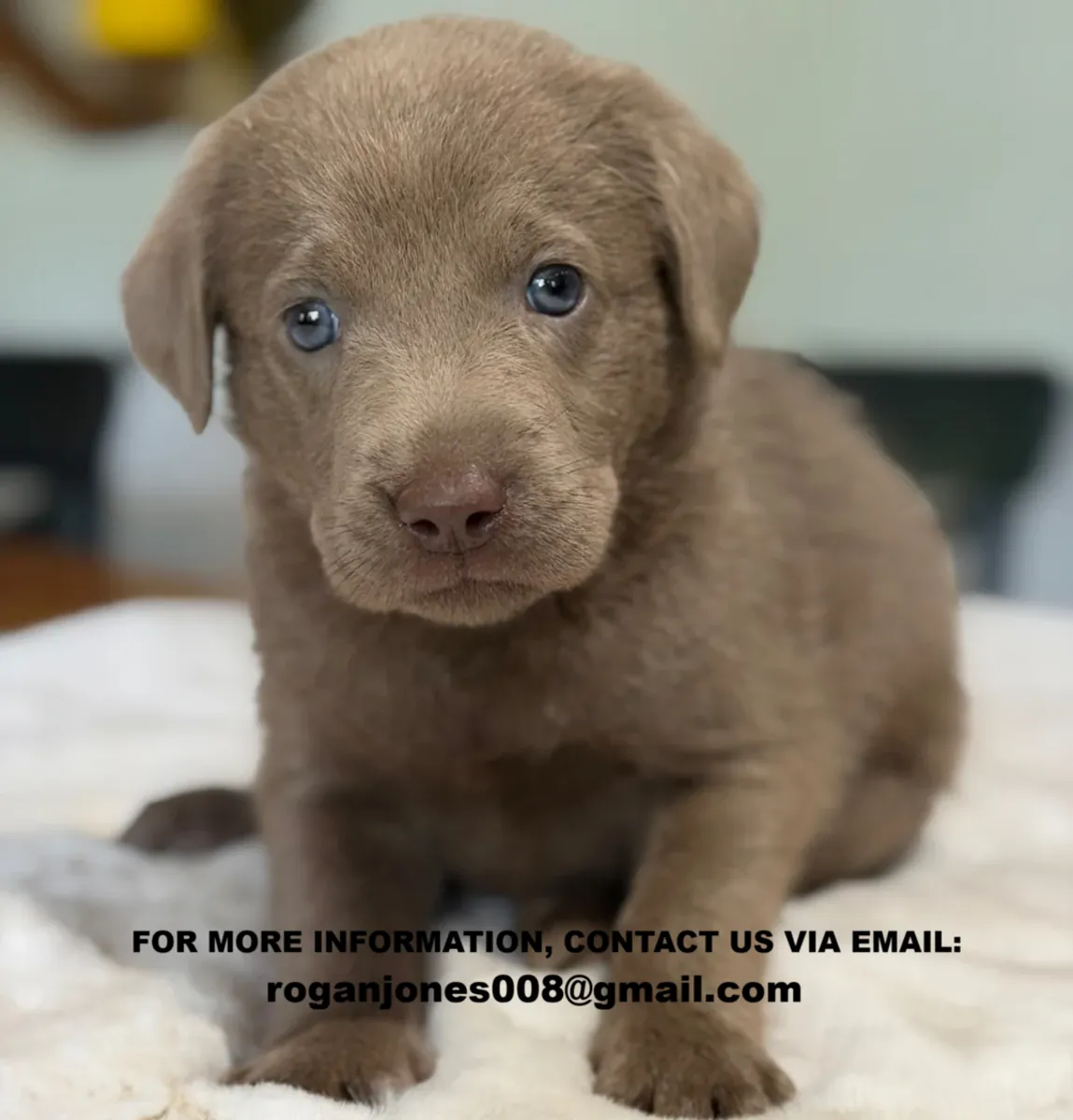 Chiots Labrador mâles et femelles bien dressés à réhommer