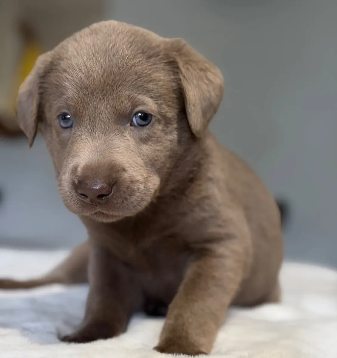Dos preciosos labradores retriever de pura raza en adopción