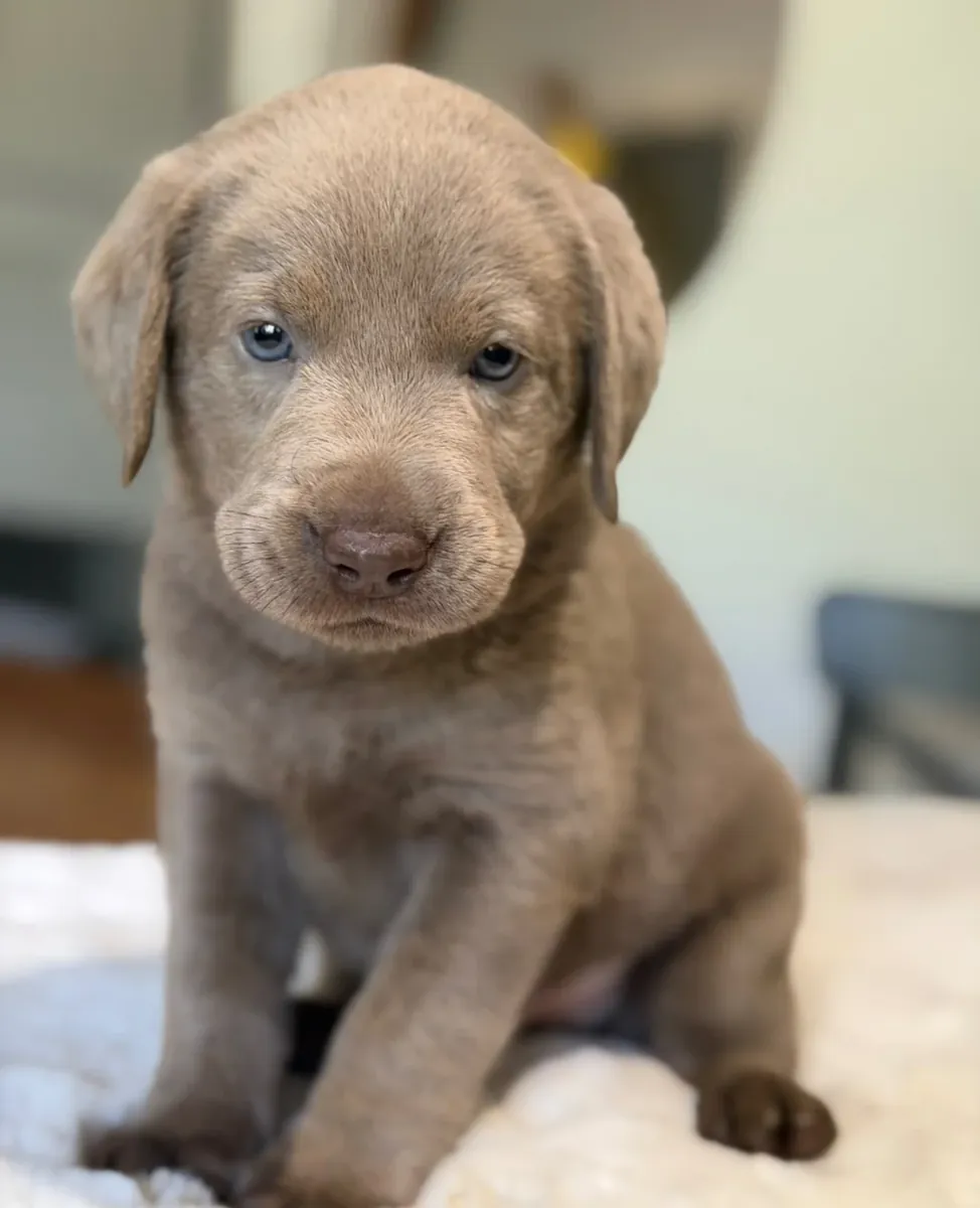 Cachorros Labrador felices, sanos y cariñosos en adopción