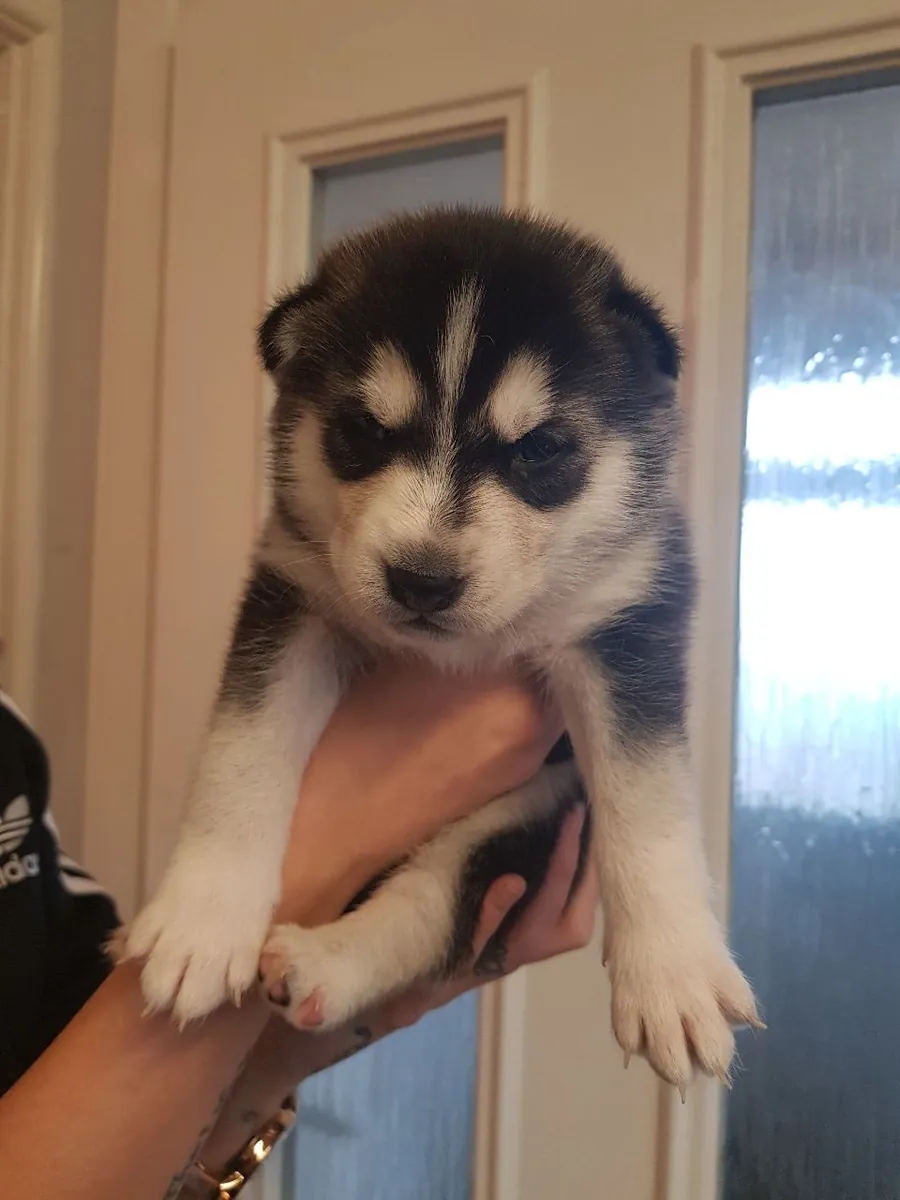 可爱的西伯利亚哈士奇幼犬：充满个性