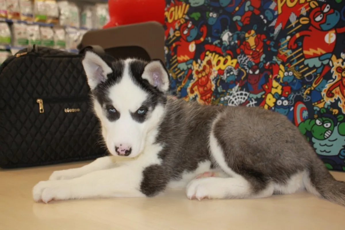可爱的西伯利亚哈士奇幼犬：充满个性