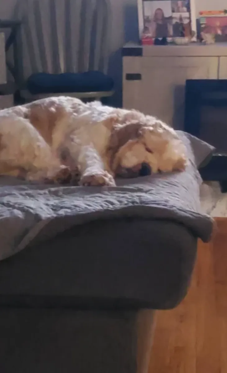 我们正在为一只可卡犬寻找新家。