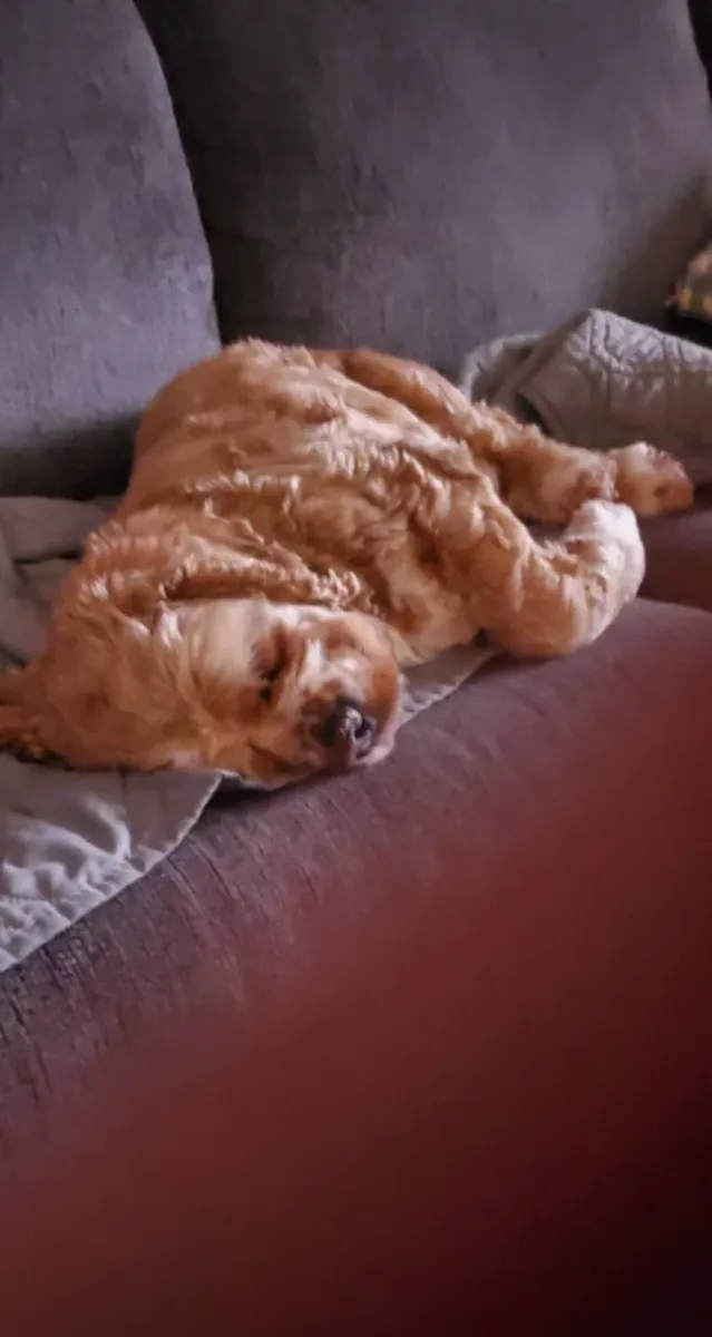 我们正在为一只可卡犬寻找新家。