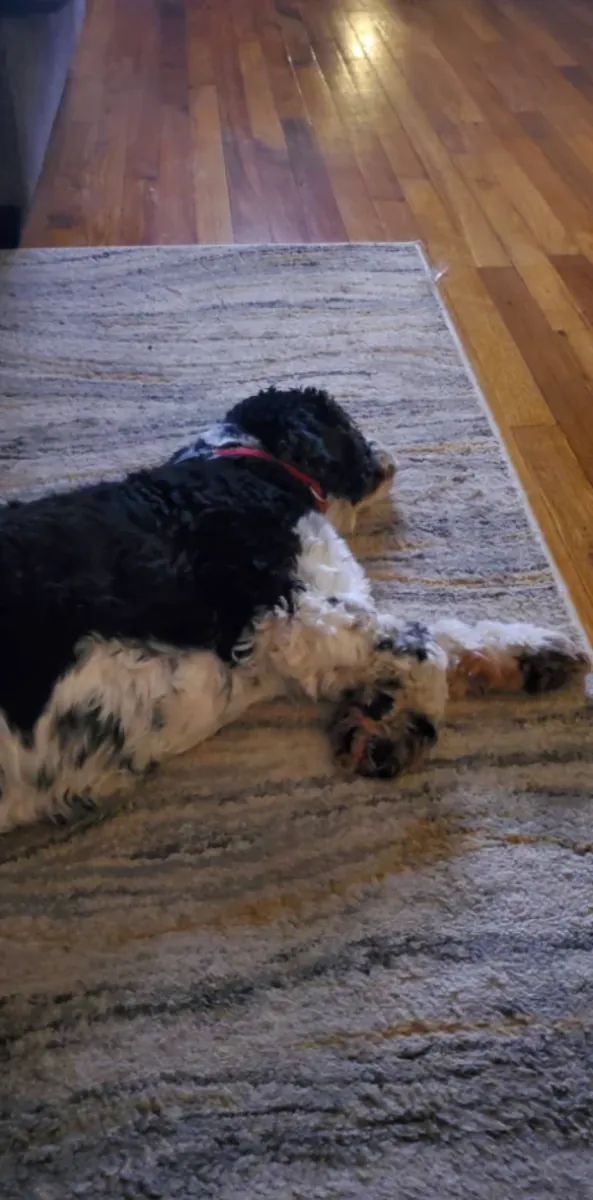 我们正在为一只可卡犬寻找新家。