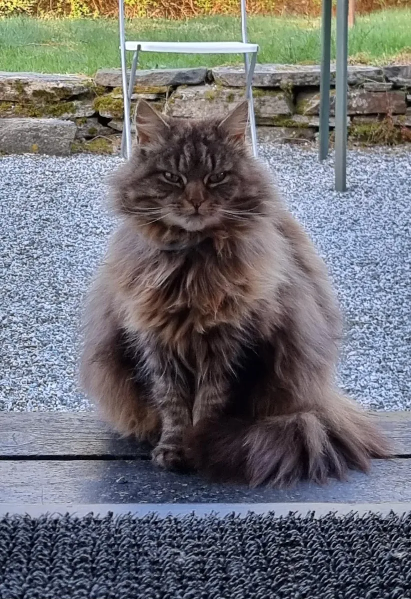 Норвежская лесная кошка, привыкшая к домашней обстановке.