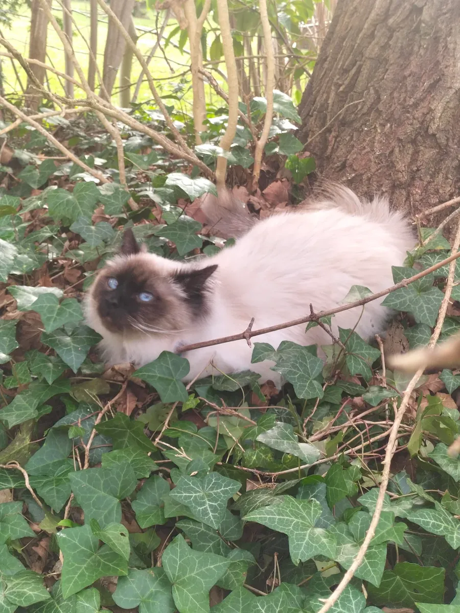 一只性情温顺的缅甸猫。