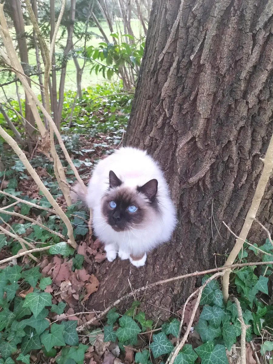 一只性情温顺的缅甸猫。