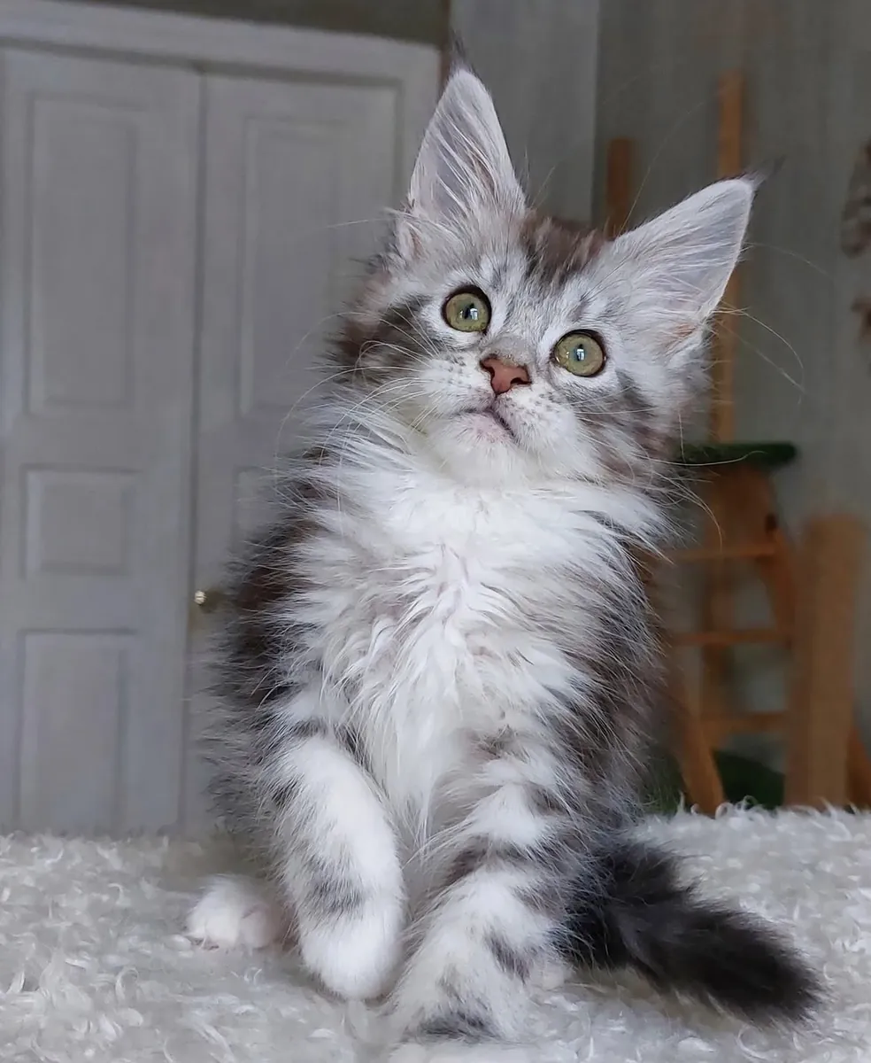 Silver male maine coon